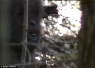 Illustration for article titled New "footage" of Bigfoot emerges